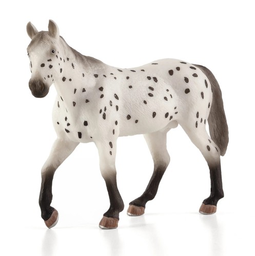 Mojo 387108 appaloosa stallion - mojo,