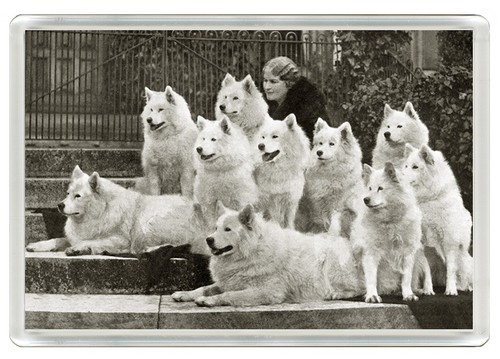 Samoyed dog fridge - fridge, magnet