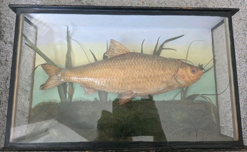 Antique fish taxidermy - fish,