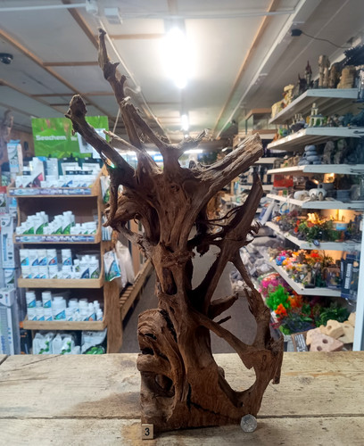 Large mangrove 54cm - large, 38-54cm