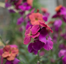 Erysimum Winter Orchid