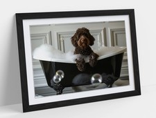 CUTE CHOCOLATE LABRADOODLE IN