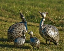 Metal Guinea Fowl Garden