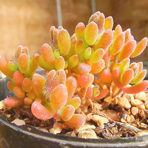 Drosanthemum skilpad seeds 10 - seeds,,