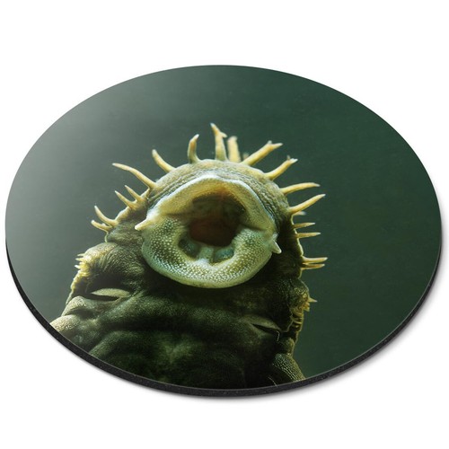 Round mouse mat bristlenose - mouse,