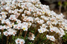 Saxifraga white 100 Seeds -