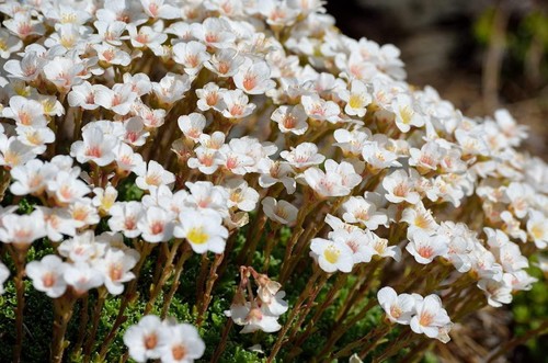 Saxifraga white 100 seeds - white,