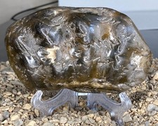 Ammonite partial fossil