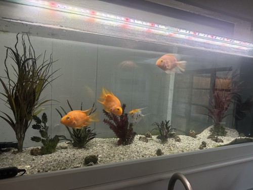 Extra large parrot fish and - extra,
