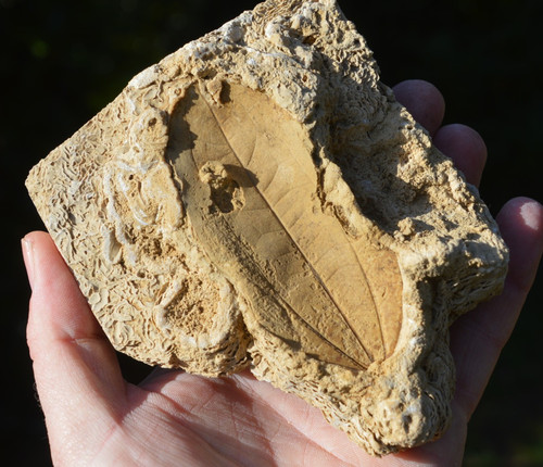 Amazing rare fossil - #25, ,
