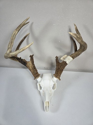 Buck deer european - buck, skull