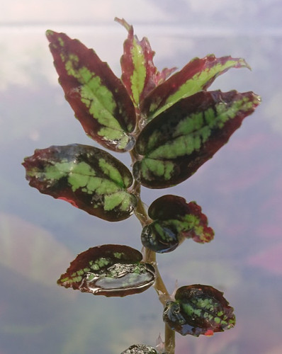 Pellionia repens watermelon - repens|,