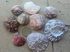 Mix of 11 Mix Size Conch Shells for shell crafting from Israel beaches