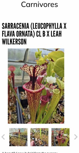 Sarracenia leucophylla x - sarracenia,