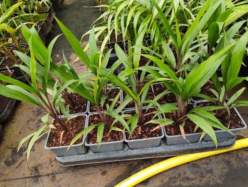 Cordyline neocaledonica 11 - neocaledonica,