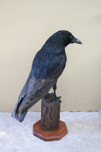 Taxidermy crow this not - crow.this,