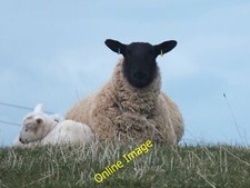 Photo 12x8 Suffolk ewe with
