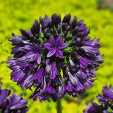 Agapanthus 'Black Jack' by T&M - RHS Plant Of 2023 - 1 or 3 x 9cm Potted Plant