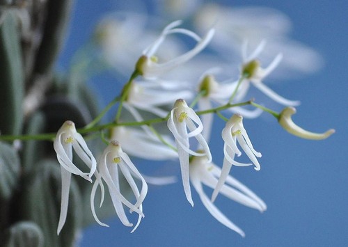 Rare dendrobium linguiforme - dendrobium,