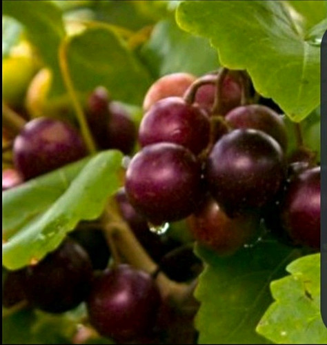 Jumbo muscadin unrooted - muscadin,