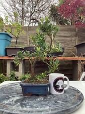 Podocarpus macrophyllus