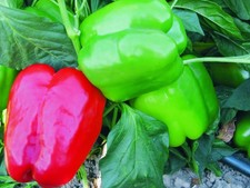 Pepper Bell Plug Plants Grow