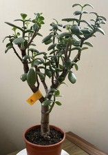 Crassula Ovata Jade Succulent