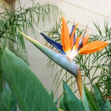 Bird of Paradise Strelitzia