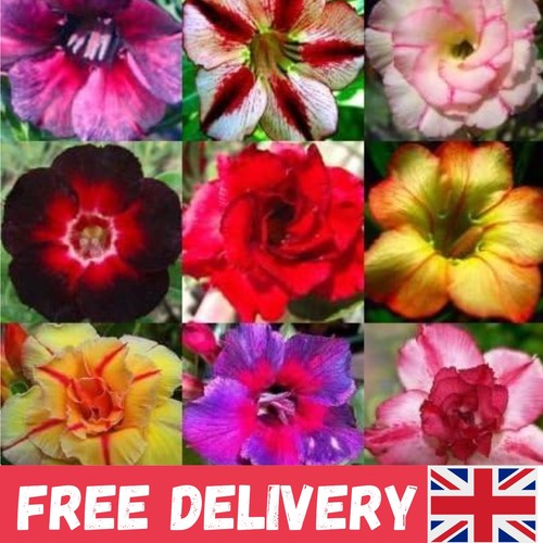 Grow adenium obesum 10 - obesum,