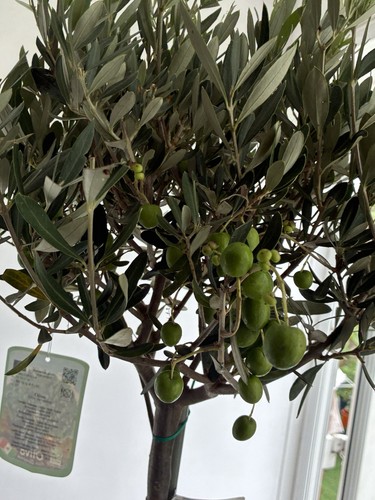 Olive tree olea - olive, europaea