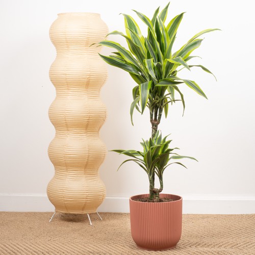 Dracaena lemon lime indoor - &,