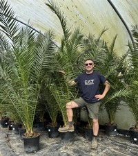 Phoenix Date Palm Tree 6ft