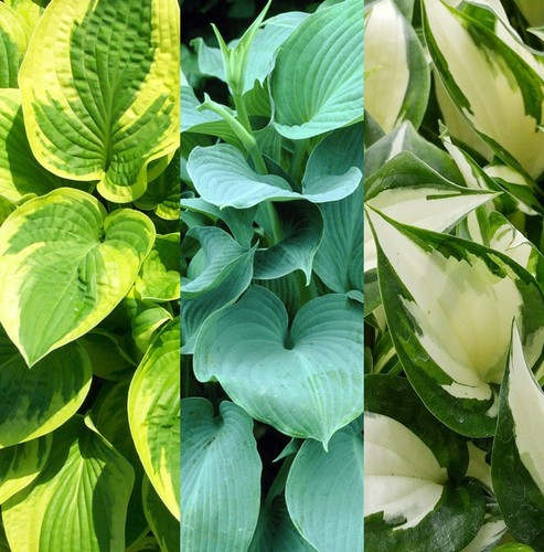 Hosta plants 9cm - plants,