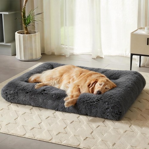 Extra large dog - large, pet