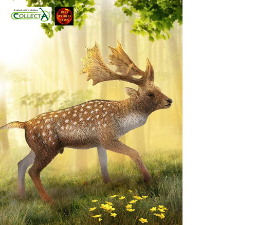 Fallow deer male - fallow,