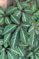 2 Litre Parthenocissus