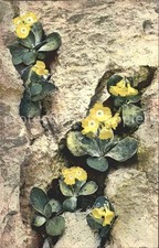 Publisher Photochromy No. 889 Series 518 Primula auricula 