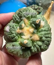 6cm Rare plant Ariocarpus Fis Hybird 'Godzilla' WYSIWYG Boutique