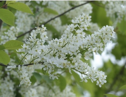 Bird cherry - (prunus, padus)