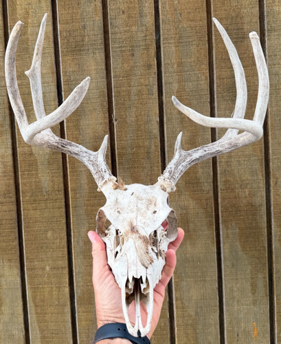 Wild point whitetail deer - wild,
