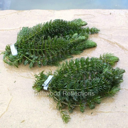 Bunches hornwort 12 - .2,