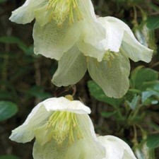 Clematis cirrhosa JINGLE BELLS