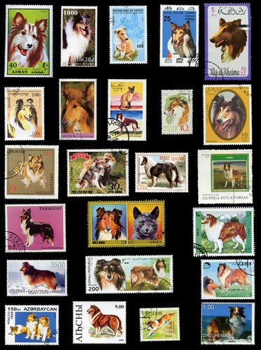 Rough collie lassie sheepdog - rough,