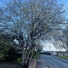 Large Pussy Willow - Salix
