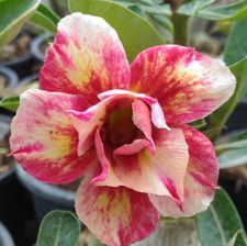 Adenium obesum - Desert Rose - Yellow Star - Freshly Arrived from Thailand