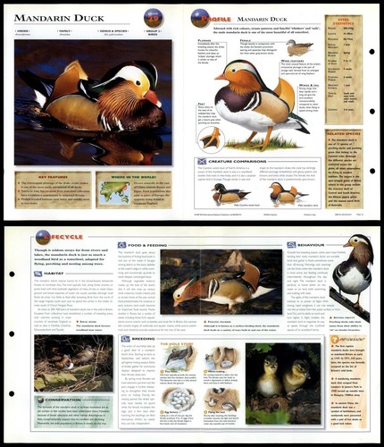 Mandarin duck birds - duck,