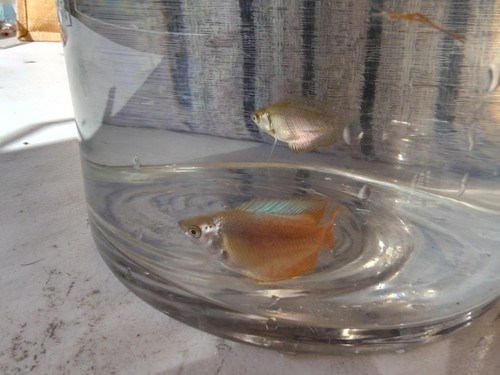 Dwarf gouramis red breading - dwarf, red,