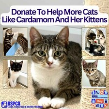 Donate To Help Cats Like