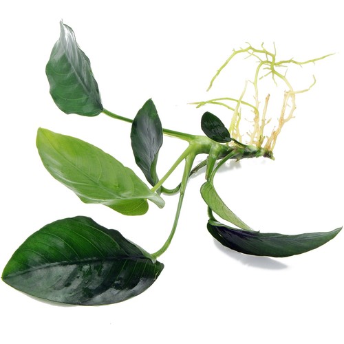 Anubias nana rooted plant - anubias,