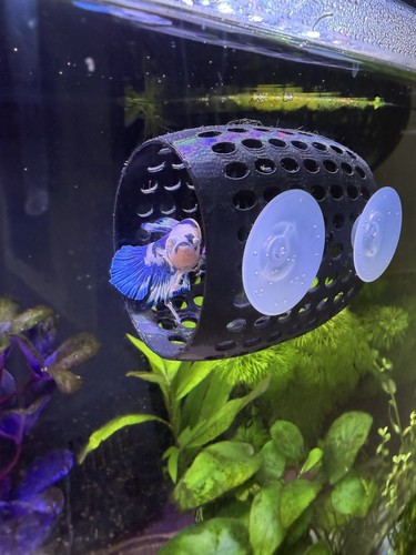 Betta siamese fighting - betta/siamese,